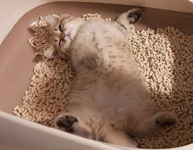 小猫为什么不拉屎了 小猫为什么不拉屎了