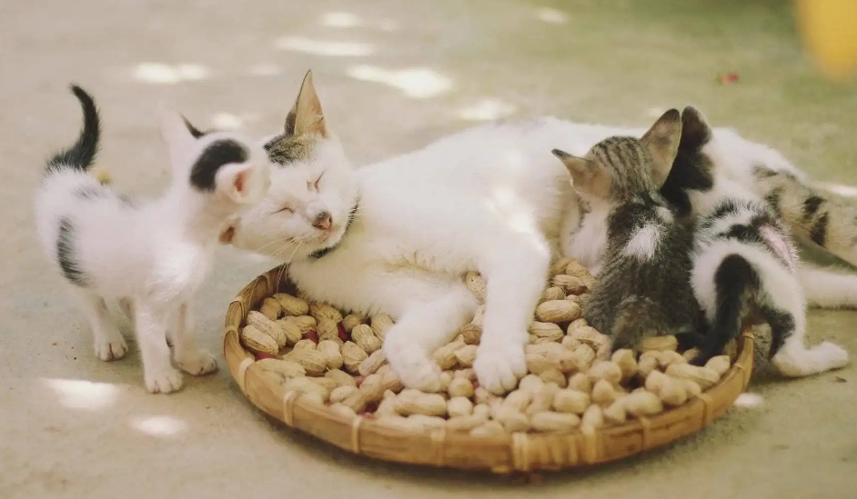 猫怀孕要几个月才生下小猫