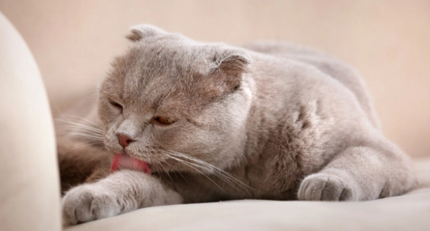 猫不自觉的漏屎怎么解决 猫不自觉的漏屎怎么解决