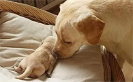 狗狗产后拉稀怎么办如何调理