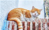 猫用了体外驱虫药，舔了会怎么样会影响效果吗