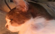猫得了纤维肉瘤症状有哪些