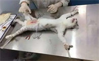 猫得了肠套叠可以活多久