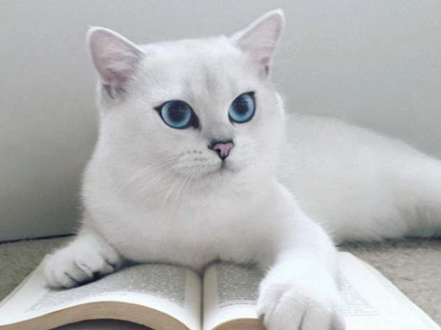 猫咪换粮失败怎么办?教你6招,让猫咪顺利换粮食 猫咪换粮失败怎么办?教你6招,让猫咪顺利换粮食