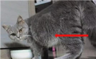 猫的肚子特别大