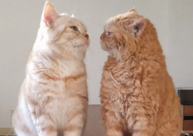 大猫打小猫要制止吗?我来告诉你答案! 大猫打小猫要制止吗?我来告诉你答案!