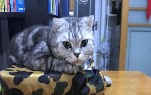猫眼睛变成竖瞳代表什么预兆