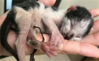 小猫脐带剪太短流血了会死亡吗？