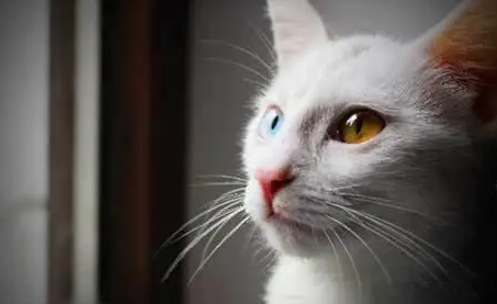 猫是不是聋子怎么知道，试一下这两个方法