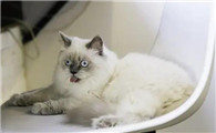 猫咪拉肚子一直叫