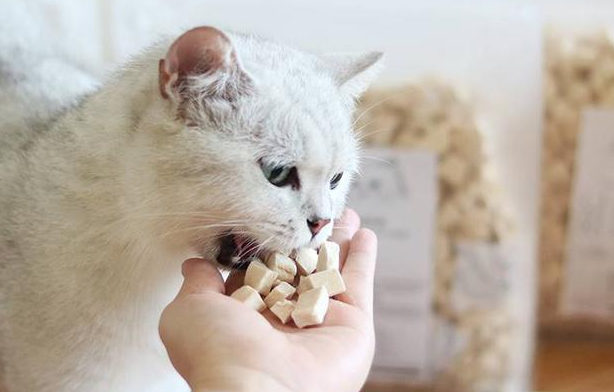 猫咪喜欢吃什么零食