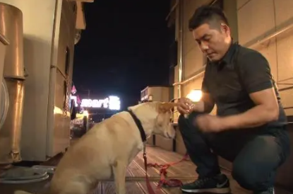 自家狗狗没有孩子,腹部却经常流出乳汁? 自家狗狗没有孩子,腹部却经常流出乳汁?