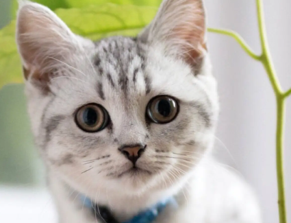 快速让猫咪信任新主人，看这就知道了！