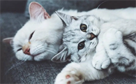 猫怀孕要几个月才生下小猫