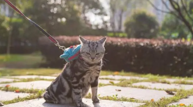 遛猫牵引绳怎么带 遛猫牵引绳怎么带