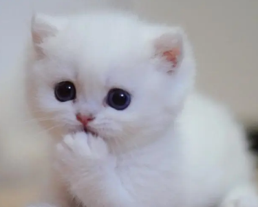 猫咪肺积水能自愈吗