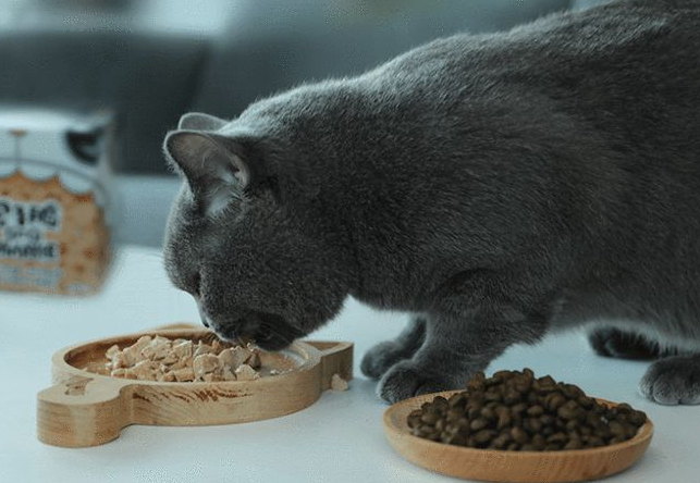 猫可以吃什么零食的食物 猫可以吃什么零食的食物