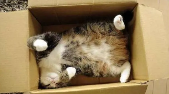 养猫不需要买猫窝,因为猫咪最爱睡觉的地方不是猫窝 养猫不需要买猫窝,因为猫咪最爱睡觉的地方不是猫窝