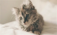 猫咪怀孕肚子是硬的还是软的