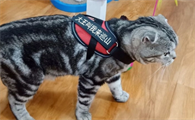 怎么自制猫的牵引绳