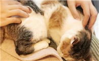 怎么知道猫开始发情了