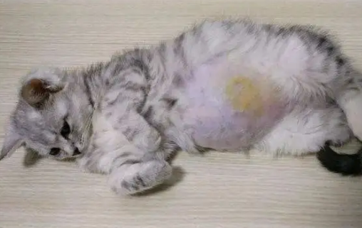猫得猫传腹的原因是什么 猫得猫传腹的原因是什么