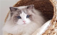 猫用速诺最多吃几天有效果