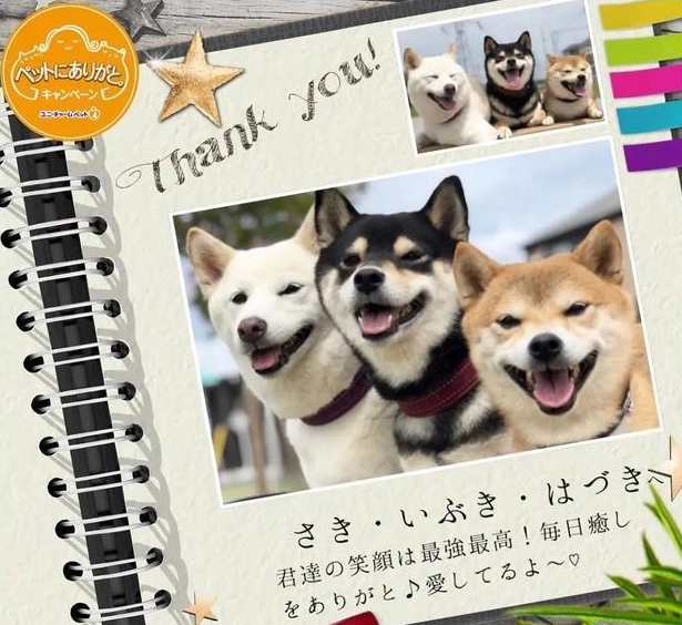 三只柴犬加一只奶喵,这每天的日常,是向往的生活了 三只柴犬加一只奶喵,这每天的日常,是向往的生活了
