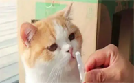 猫驱虫是打针还是吃药好