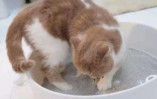 猫晚上能憋住大小便吗为什么