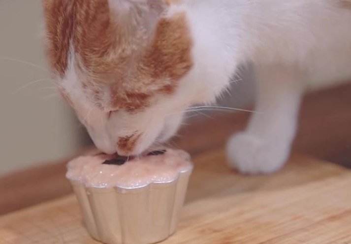 猫咪能吃奶油吗