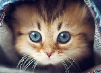 猫杯状病毒后遗症的表现