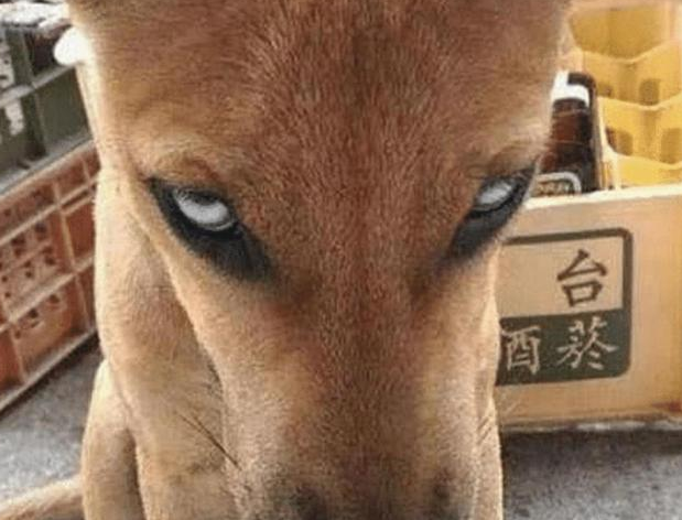 朋友送来一只土狗，养了一周后感觉不对劲