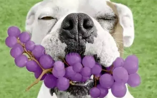 狗吃葡萄会怎样1”
