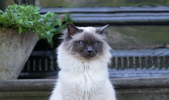 小猫一天拉几次屎才算正常的 小猫一天拉几次屎才算正常的