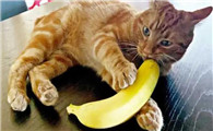 猫能吃香蕉?