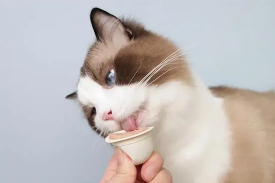 猫咪能吃太多零食吗？天天吃零食，会有这些危害