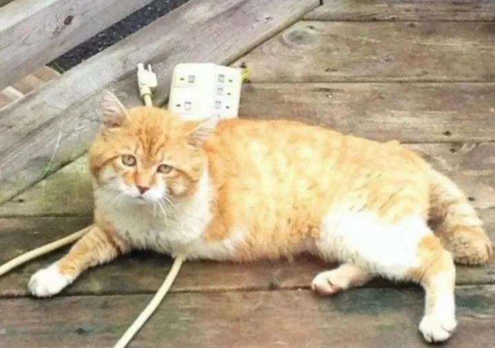 喂养人离世后,3脚流浪猫突然消失,结局让人泪目! 喂养人离世后,3脚流浪猫突然消失,结局让人泪目!