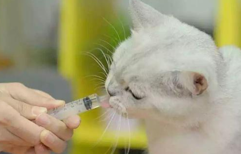 怎样给猫咪喂感冒药
