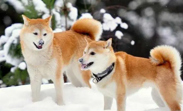 柴犬和秋田犬的区别是什么?看看就知道了 柴犬和秋田犬的区别是什么?看看就知道了