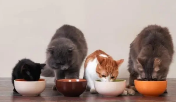 猫咪不吃饭打营养液有用吗 猫咪不吃饭打营养液有用吗