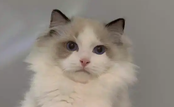 布偶猫吃啥猫粮比较好 布偶猫吃啥猫粮比较好
