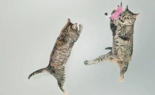 猫晚上太吵了我要崩溃