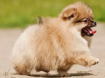 晚上狗一直叫个不停,是为什么? 晚上狗一直叫个不停,是为什么?