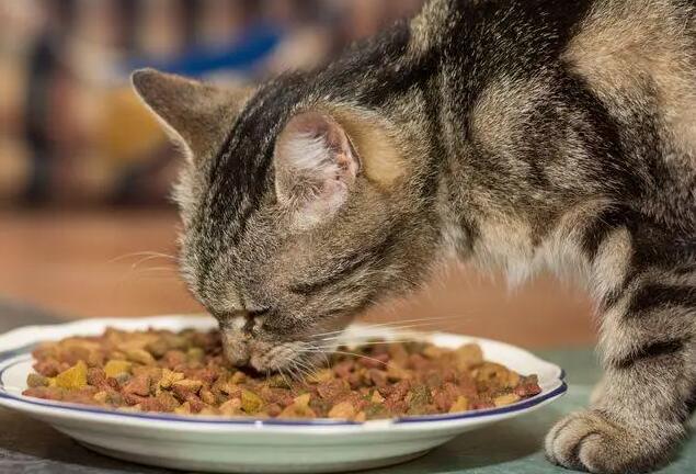 猫粮用泡水吗