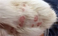 猫猫真菌感染怎么处理好