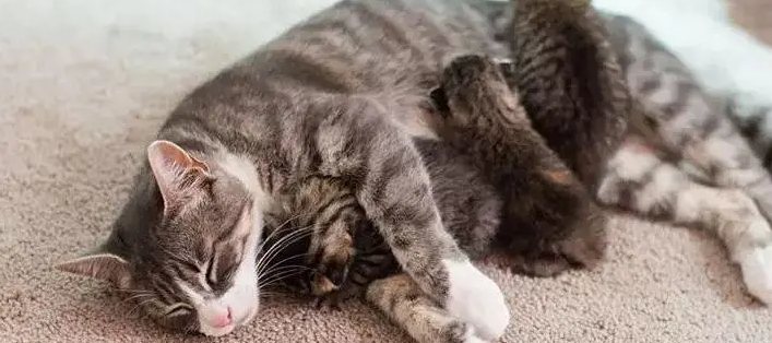 猫咪产后吃什么比较好 猫咪产后吃什么比较好
