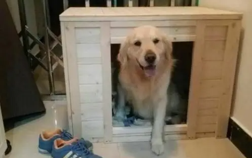 冬天狗窝里面铺什么