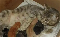 猫生孩子尾巴先出来了怎么办能拉吗