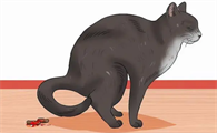 猫咪便便带血丝是怎么回事儿